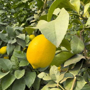 [제주직송] 제주 제철 무코팅 신선 생 레몬, 1개, 레몬 3kg (상품)