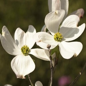 산딸나무(에퍼런천)접목1년(뿌리묘)/조경수/정원수/묘목/h1956, 1개