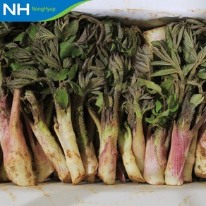[남해보물섬] 봄을 알리는 남해 땅두릅 500g, 1박스