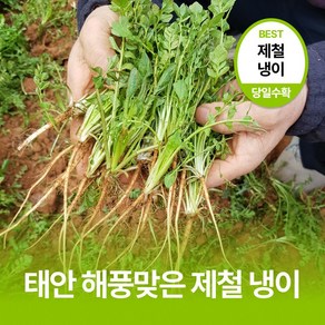 [태안] 해풍맞은 제철 노지 냉이, 1개, 500g