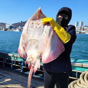 국내산 홍어 산지직송 흑산도 목포 홍어 홍어애 500g 1kg, [국산] 홍어 500g, 강한 숙성, 1개