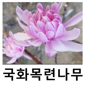 목련나무 묘목 별목련 국화목련 접목1년, 1개