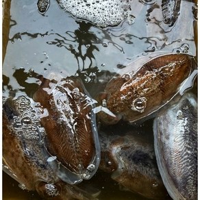 쫄깃달콤 갑오징어 2미 대사이즈 중사이즈, 중사이즈 2미 600-750g, 1개