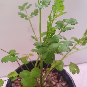 고수 10cm 포트화분 허브모종 식용허브 허브키우기, 1개