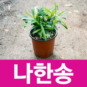 소울라인 나한송 소품 화분 공기정화식물