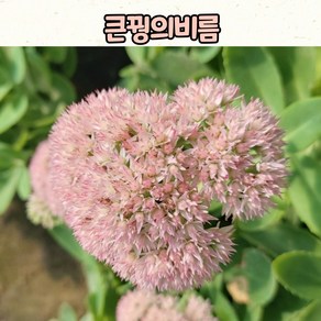 10센티 화분 큰꿩의비름 / 야생화 모종 / 다육야생화 / 노지월동, 1개