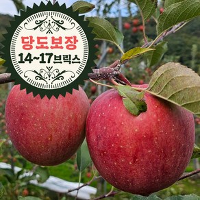 오라밀농장 초고당도 햇 꿀 사과 제철 부사, 5kg(A급가정용중소과), 14브릭스, 1박스