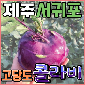 [득템몰] 제주 콜라비 유기농 고당도, 5kg