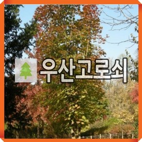 우산고로쇠나무 묘목 울릉도고로쇠 실생3년