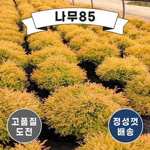 (나무85) 라인골드 5치 포트, 1개