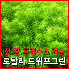 [수초농부] 로탈라 드와프 그린 풍성한 초보 후경수초, 10개