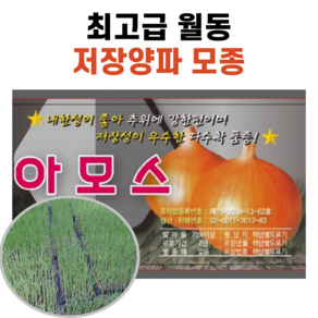 장기저장용 병에강한 양파모종 아마란 406구 (350구보장)