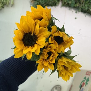 [사직생화] 해바라기 생화 5송이, 1개