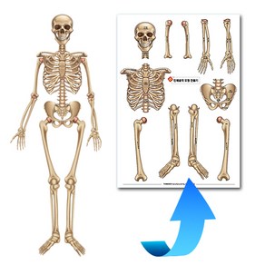 빅사이언스 인체 골격 모형 만들기 뼈모형.인체구조(1인)