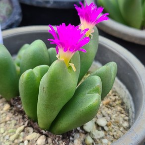 빌로붐 Conophytum bilobum 대형종 코노피튬 최상급 희귀식물 랜덤상품, 1개