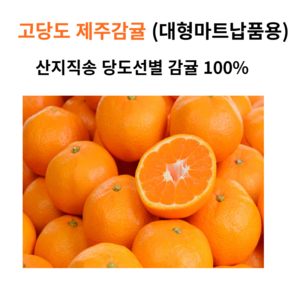 제주 농장직송 고당도 조생 감귤