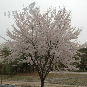 [나무인] 왕벚나무 개화주 지름3cm, 1개