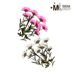 마타바 압화-소국 (압축진공팩포장), 아이보리, 1개