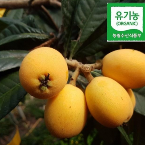 유기농 완도 비파열매 500g, 1박스, 500g 13~25개