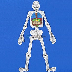 인체 골격 만들기(우리몸의 뼈구조)(10인 세트)