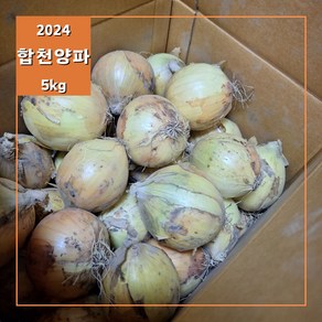 합천양파 24년산 단단하고 맛있는 가정용 사이즈:중 산지직송 5kg, 1개