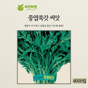 KS종묘 중엽쑥갓 씨앗 4000립 생육이 우수하고 상품성이 좋은 맛좋은 고급종 종자, 1개