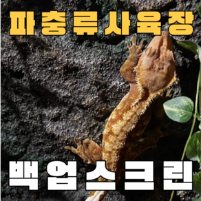 주스터디 극사실 파충류 크레편해 백업스크린