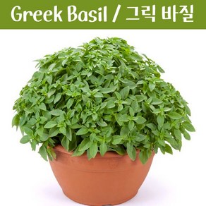 키작은 그릭 바질키우기 Dwaf Geek Basil 바질 키우기세트 교육용 체험용