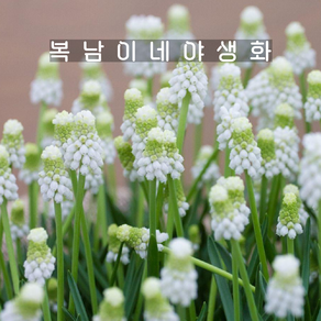 구근 무스카리 시베리안 타이거 [10구 복남이네야생화 화이트 muscari]