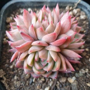 [수암다육] 사바레즈 랜덤발송 Echeveria 'Savarez' 랜덤발송 다육 다육이 다육식물 358