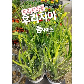 프리지아-후리지아-중/향기는 달콤 은은 졸업식 꽃다발의 대표, 1개