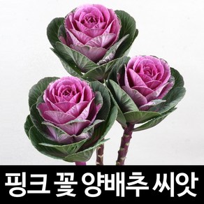 핑크 꽃 양배추 씨앗 채소 종자 꽃씨 야생화 10알