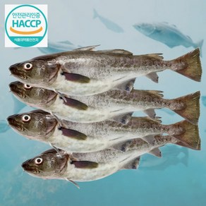 [100%국내산] 청정지역 주문진 신선 급냉 생대구, 1박스, 2kg(2-4미)