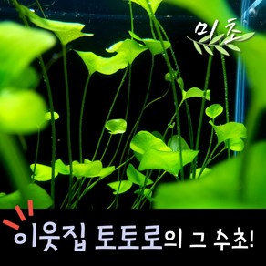 [미초] 타이완 가가부타 수초 1줄기 & 1뿌리 / 유경 수초 / 레이아웃 / 어항 수초, 1줄기 (뿌리 X), 1개