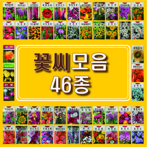 꽃씨 모음 46종, 17.안개초(일년생), 1개