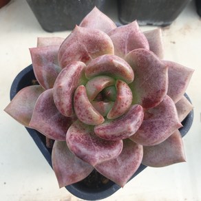 [수암다육] 퍼플샴페인 랜덤발송 Echeveria 'Purple Champagne' 다육 다육이 다육식물 국민다육 다육이키우기