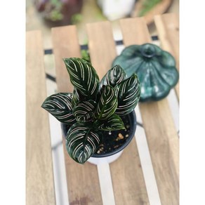 서비내 Calathea onata 칼라데아 오나타 공기정화식물 반려식물, 1개