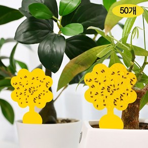 스피세프 벼룩파리 초파리 트랩 끈끈이 제거, 50개, 4g