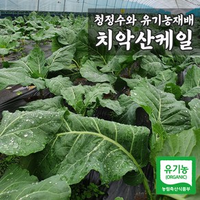 치악산 유기농 케일 녹즙용, 1개, 케일 1kg