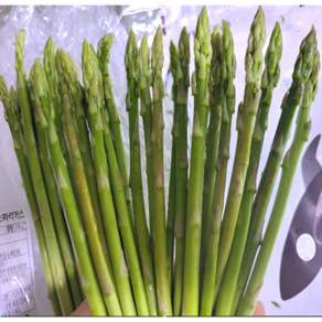 싱싱한 국내산 생 아스파라거스 산지 직송 해독 효과, 500g, 1박스