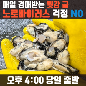 햇굴 생굴 당일작업 깐굴 굴 통영, 1개, 최상급 2kg