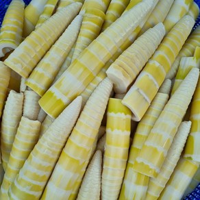 [산지직송] 생죽순 맹종 오죽 분죽 냉동 죽순 삶은죽순, 1개, 500g