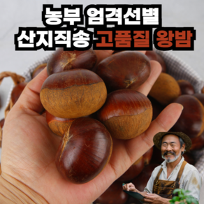 [정성가득] 옥광밤 햇밤 왕밤 꿀밤 알밤, 1개, 2kg