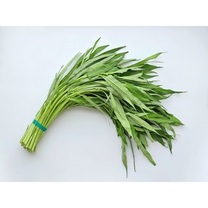 공심채 모닝글로리 국내산 au muong kangkung kangkong moning gloy, 1개, 500g