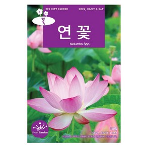 연꽃 씨앗 꽃씨 10립, 1개