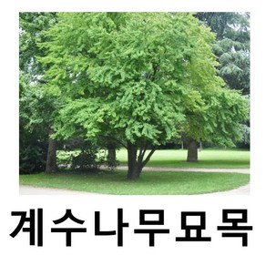 계수나무 묘목 실생3년 특묘 4주묶음, 4개