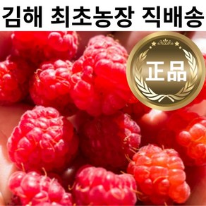 [달달꿀맛] 2024년 새콤달콤 국산 신선한 햇 산딸기 250g 2개, 1개