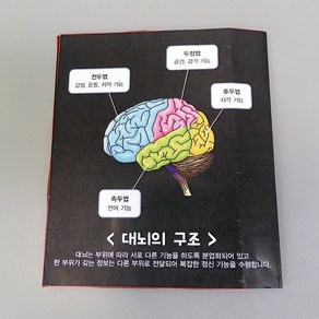 뇌의 구조와 기능 1인용 RHY