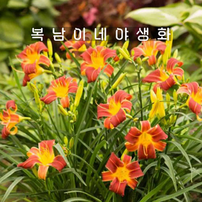 애기원추리 레드립스 [2포트 복남이네야생화 모종 백합 나리 데이릴리 daylily]