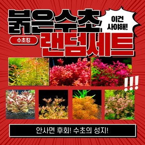 [수초킹] 붉은수초 랜덤 세트, 붉은수초 5종세트(약15-20촉), 1개